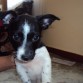 2 meses